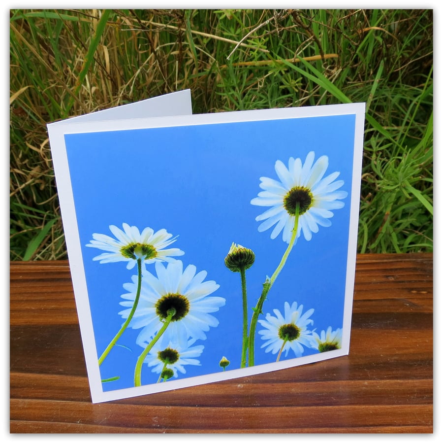 Daisies, a bee's eye view.  A photographic card left blank for your own message.