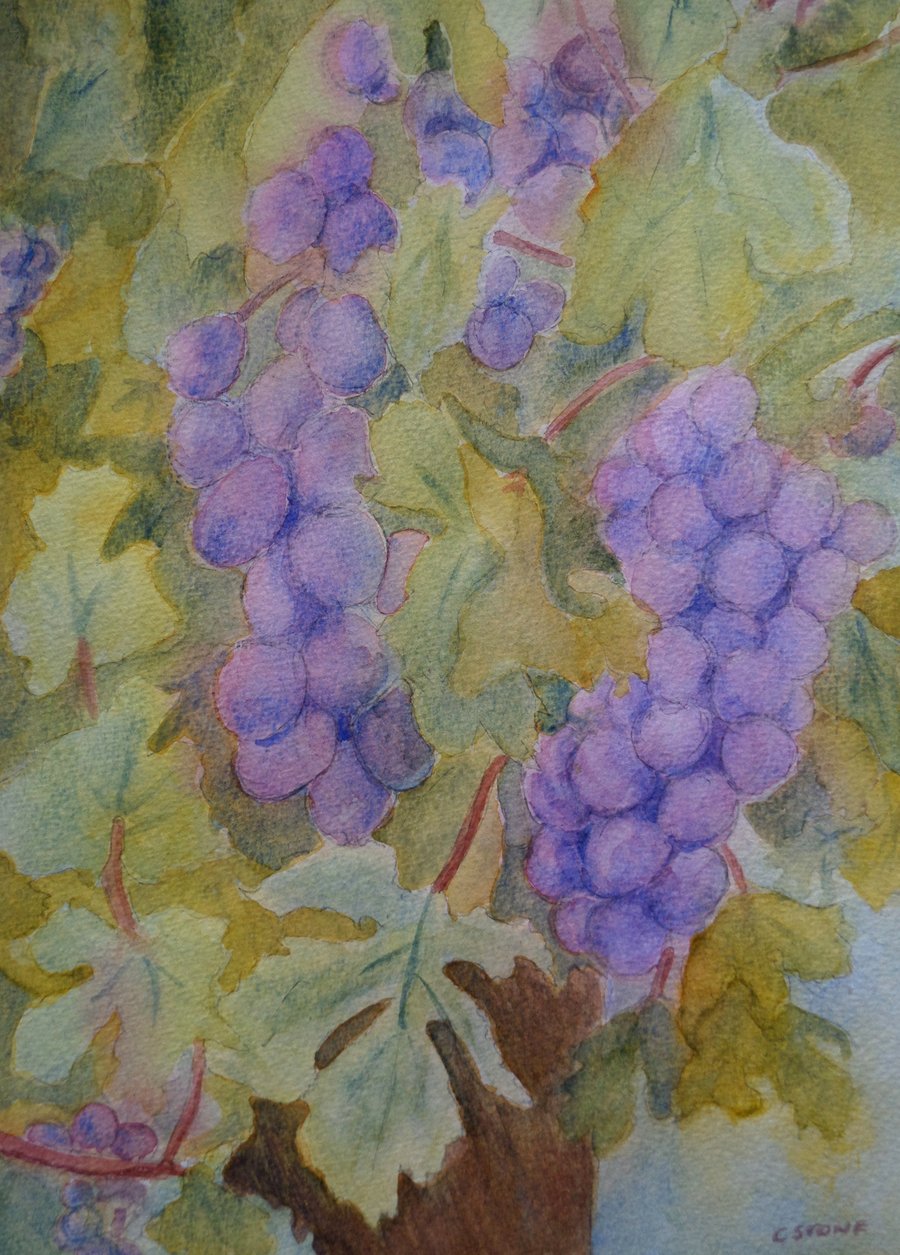 Original watercolour painting  Grapes on Vine - 195 mm x 290 mm