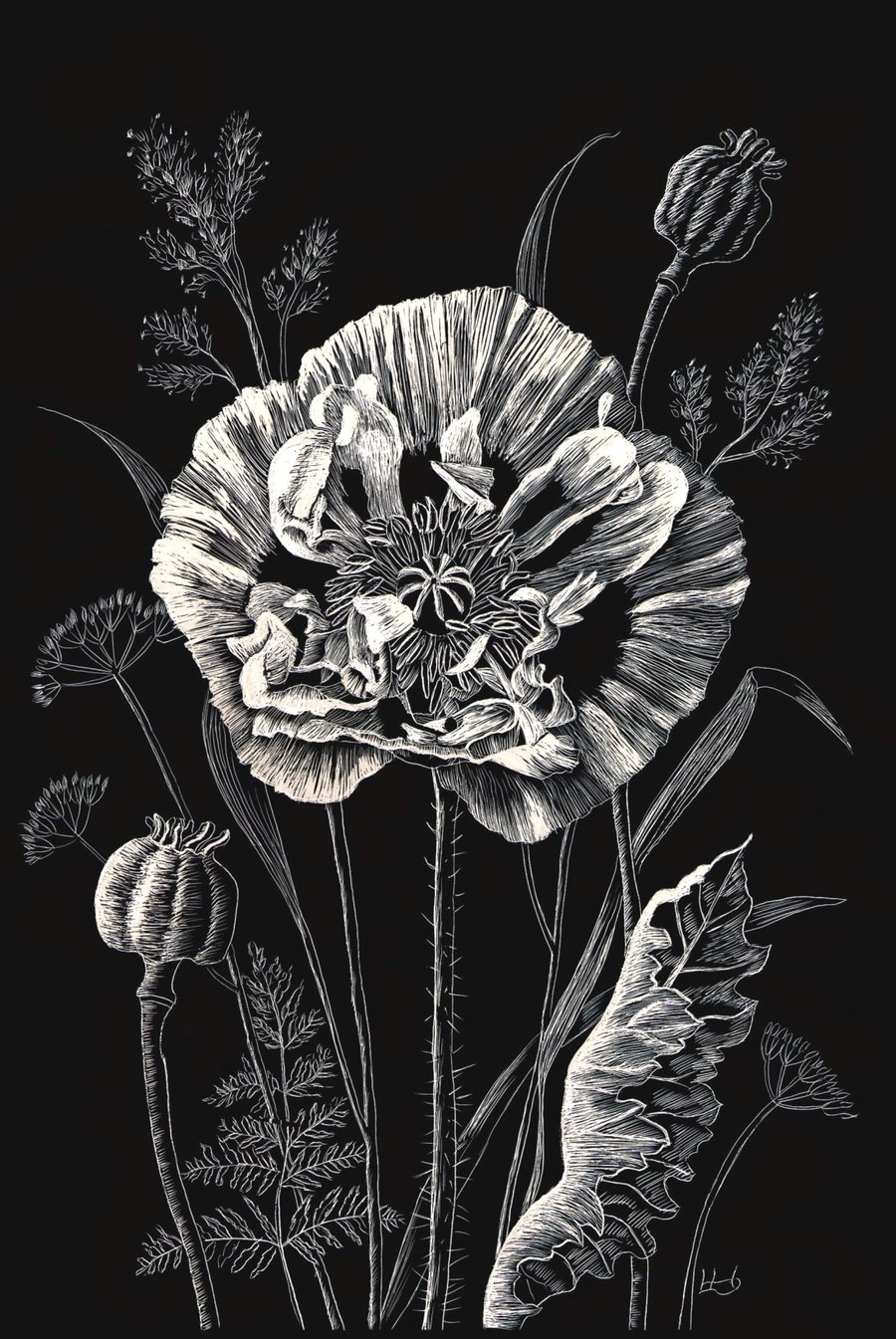 Opium Poppy scraperboard illustration, unmounted, 15.2 by 23cm