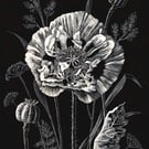 Opium Poppy scraperboard illustration, unmounted, 15.2 by 23cm