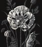 Opium Poppy scraperboard illustration, unmounted, 15.2 by 23cm