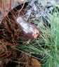 Pot Robin - Image 9