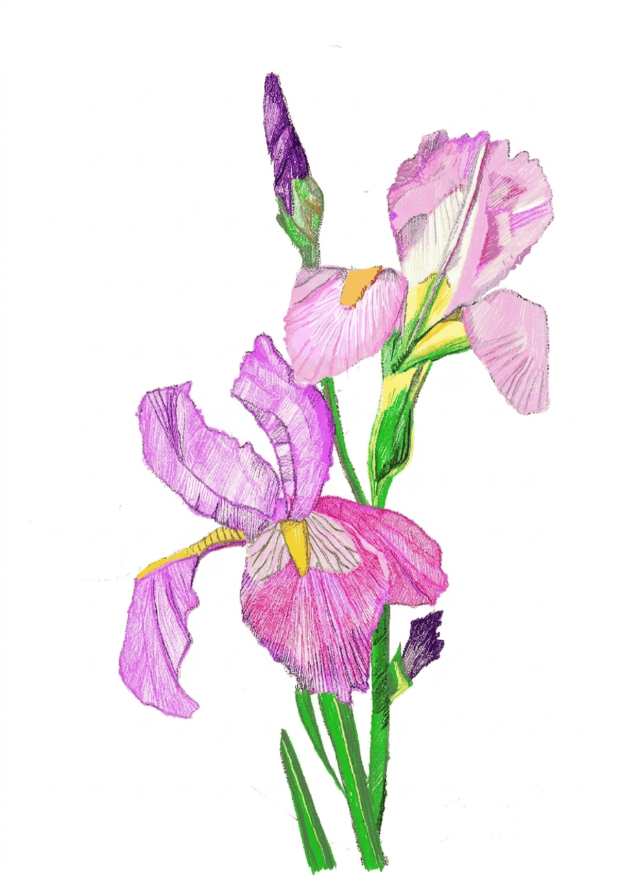 Pink irises