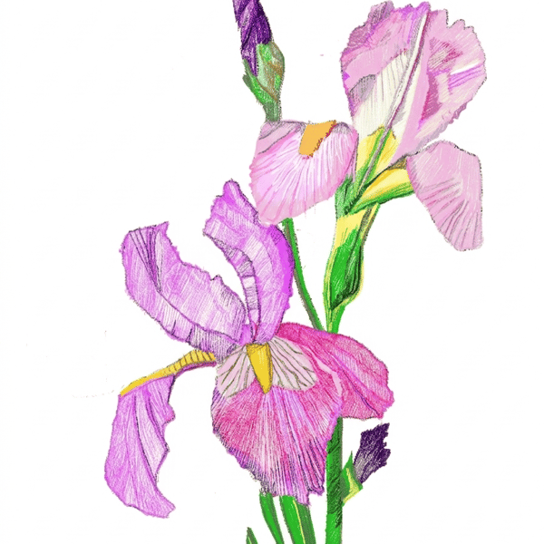 Pink irises