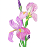 Pink irises