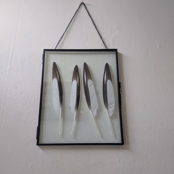 Framed Oyster Catcher Feathers
