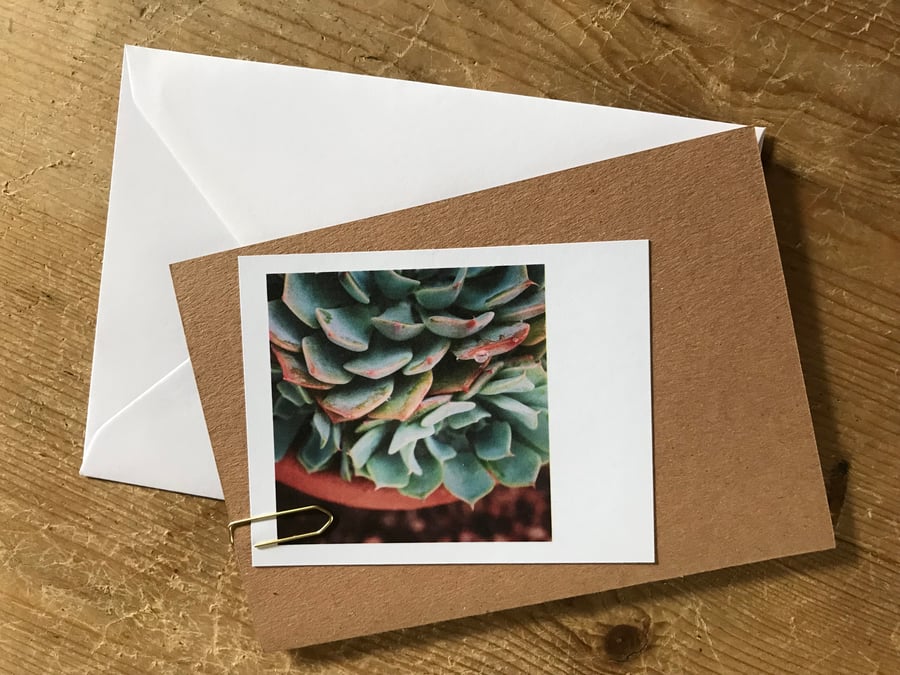 Set of 5 mixed “Polaroid” style photo cards: plants and green fingers