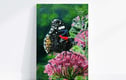 Acrylic Paintings