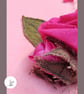 Sale: Eye-catching, Pink Roses Concert Ukulele Soft Case, Uke Gig Bag - Image 6