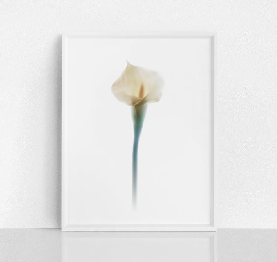 Ivory Calla Lily floral wall art prints in various sizes - Botanical print