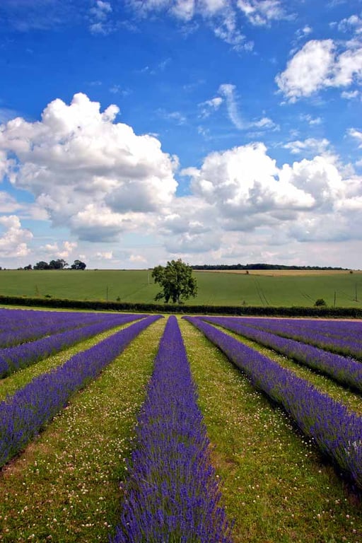 Lavender Field Purple Flowers Cotswolds Photograph Print