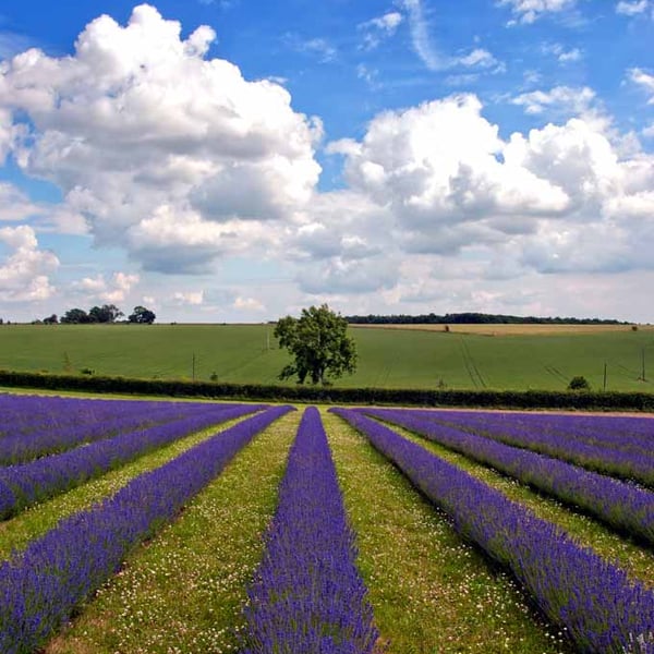 Lavender Field Purple Flowers Cotswolds Photograph Print