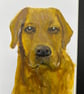 Original painting Labrador 5x7" portrait  - Image 4