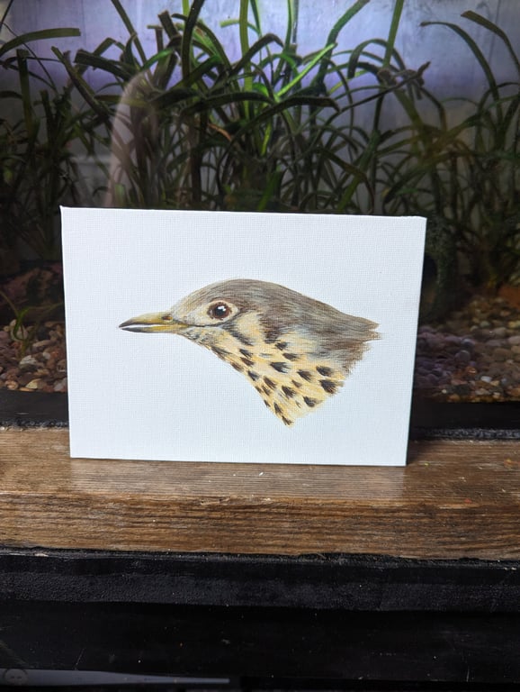 Mistle Thrush Acrylic Painting