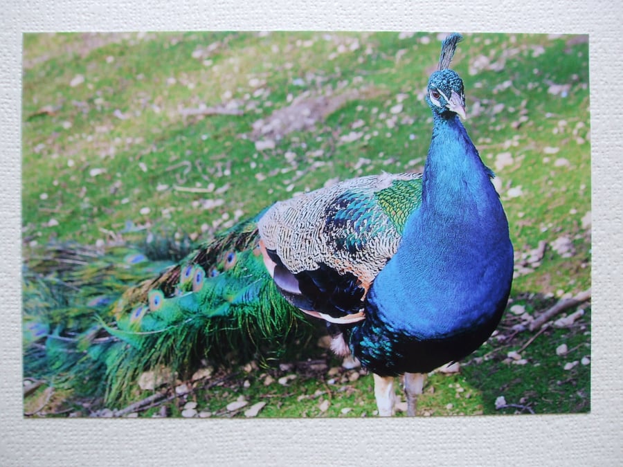 Photographic greetings card of a Peacock
