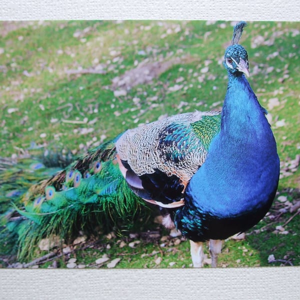 Photographic greetings card of a Peacock