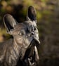 Sitting French Bulldog - Image 2