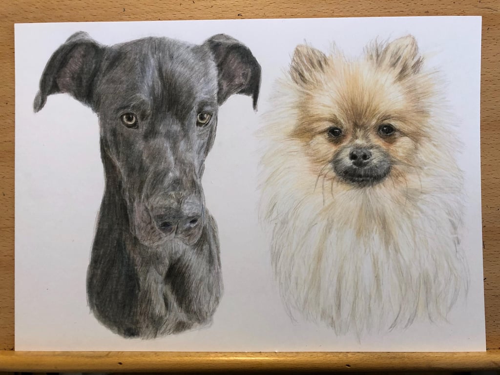 A3 Custom pet portrait for two pets made with coloured pencil