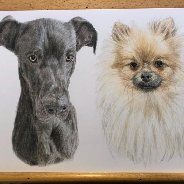 A3 Custom pet portrait for two pets made with coloured pencil