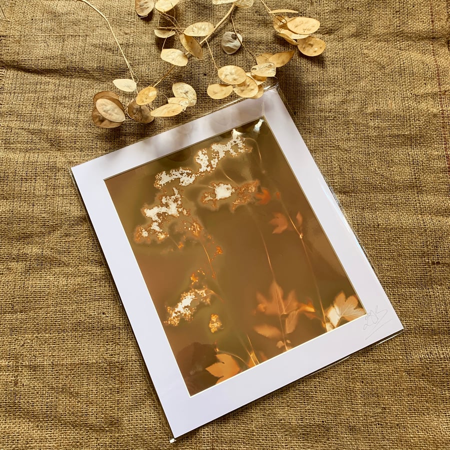Golden Cow Parsley Lumen Print