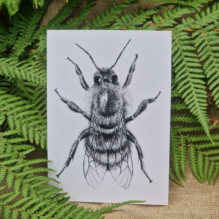 Shrill carder bee bumble bee card