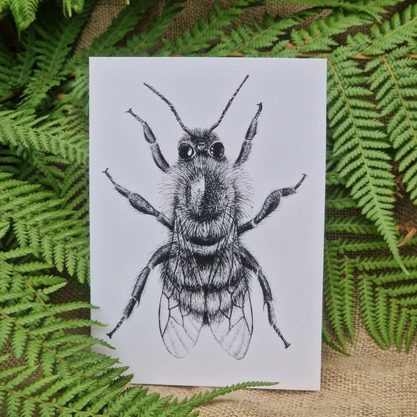 Shrill carder bee bumble bee card