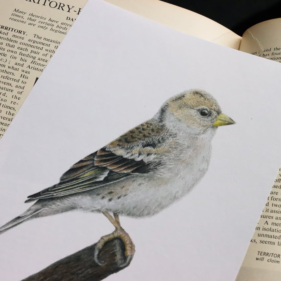 Brambling Illustration Print - A5 - British Birds - Wildlife Art