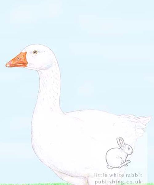 Goose - Birthday Card