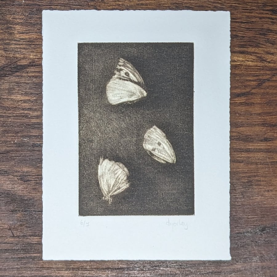Dead wing - hand printed mezzotints of three butterflies