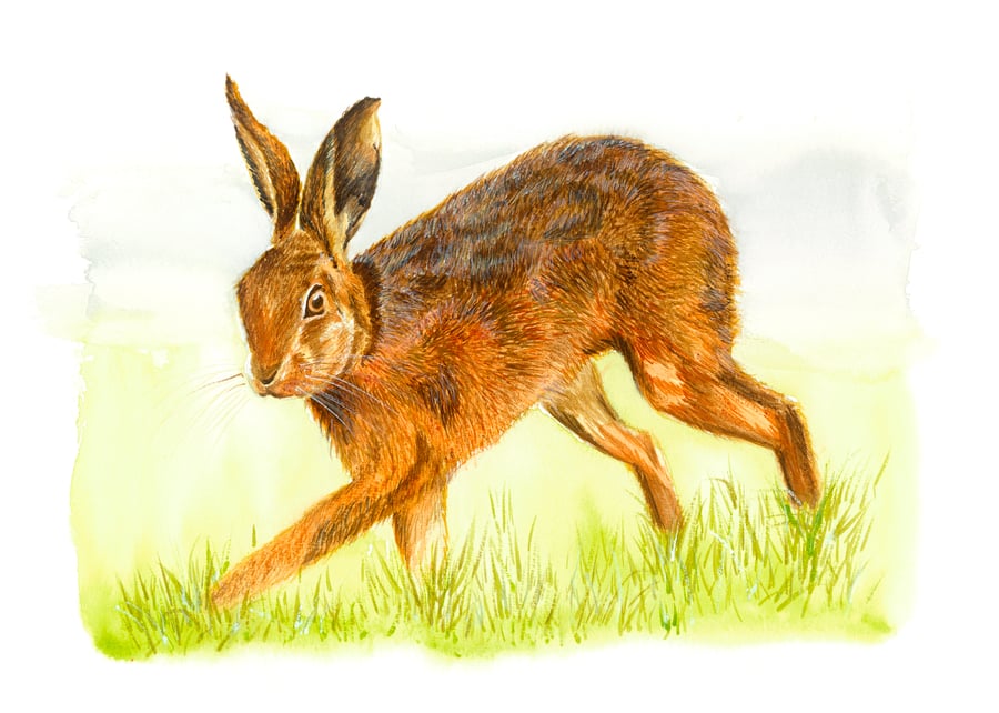Hare, A3 giclée print