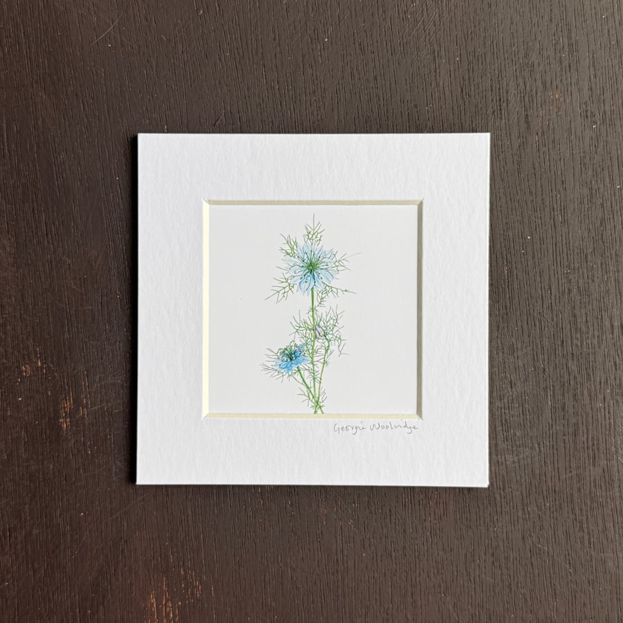 'Love in the Mist' 5" x 5" Hand Finished Print