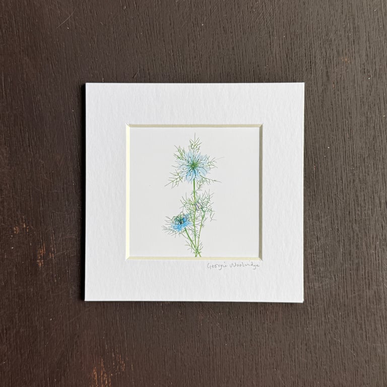 'Love in the Mist' 5" x 5" Hand Finished Print