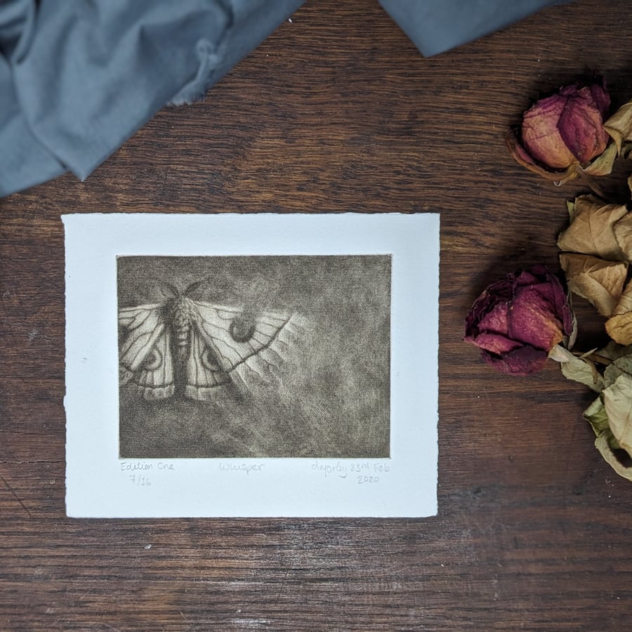 Whispers i - hand printed mezzotint of a moth