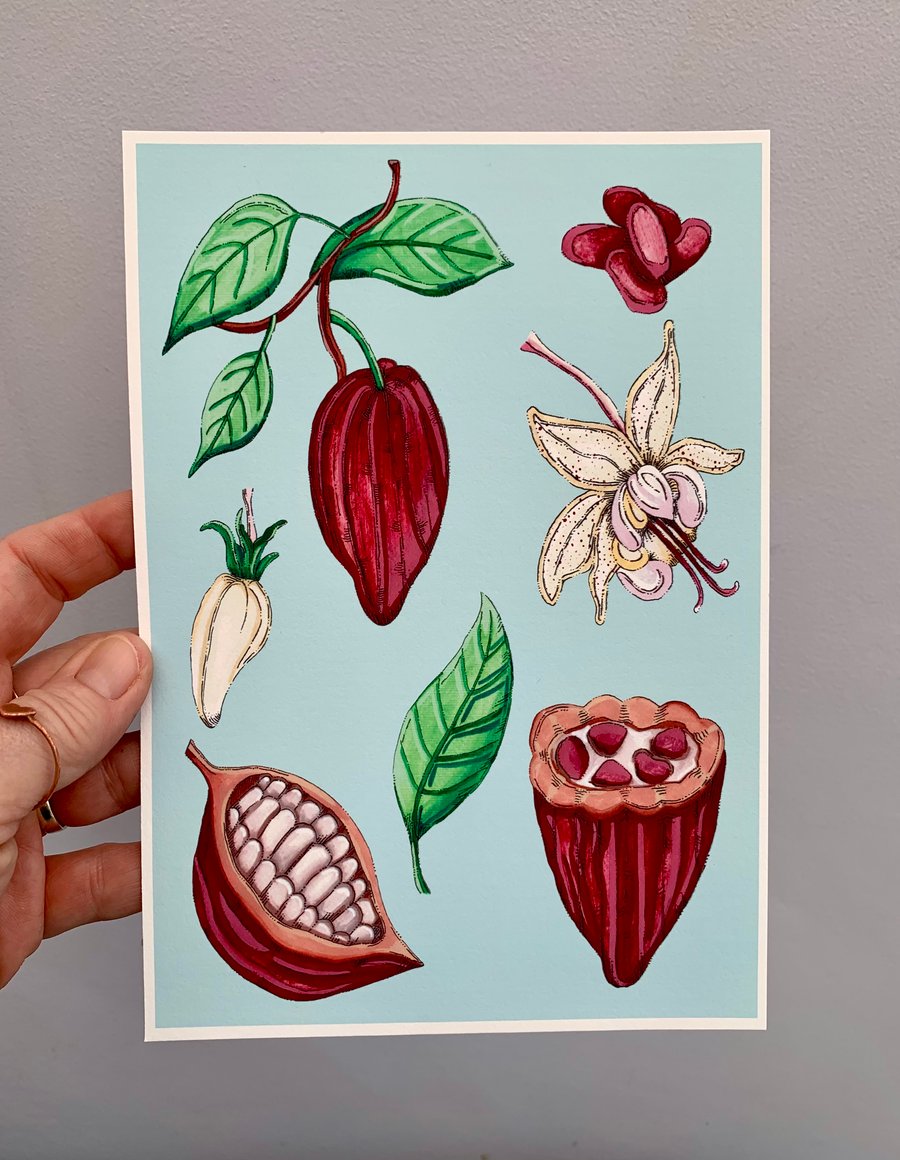 Art print sacred cacao plant. Art work. Art. Hand drawn. Illustration. Botanical