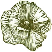 Stoneflower