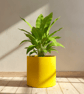 Large Statement 19 cm Sunshine Yellow Plant Pot for Houseplants