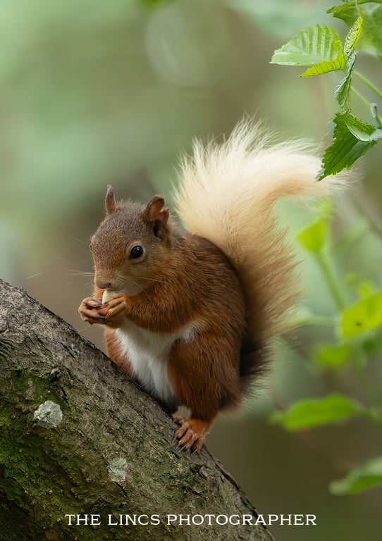 Red Squirrel print (Limited edition of 10)