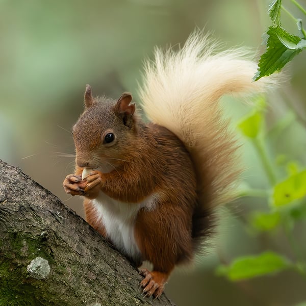 Red Squirrel print (Limited edition of 10)