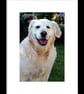 Golden Retriever Dog Portrait Photograph Print - Image 2