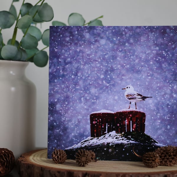 Snow is Falling - Black Headed Gull - Blank Greetings Card