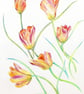 Tulip Flowers Botanical Watercolour Original Painting - Image 1
