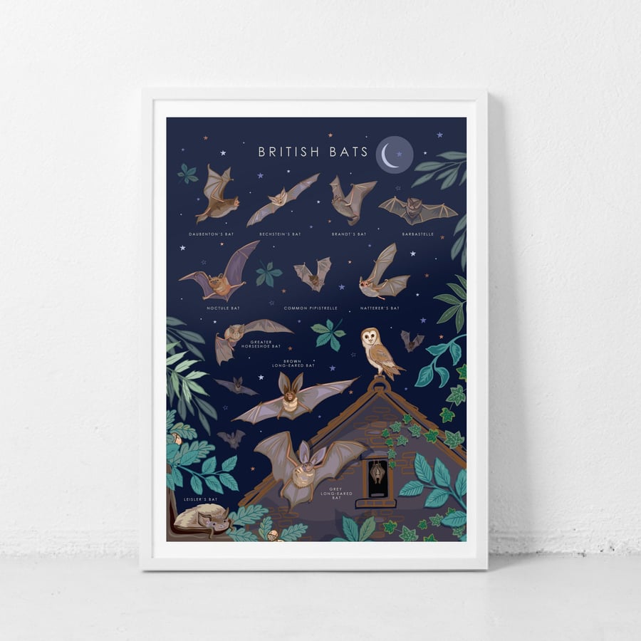 British Bats Nature Guide Illustration Print