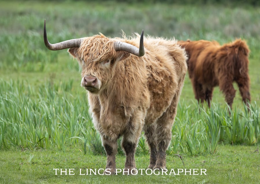 Horny coo print (Limited edition of 10)