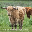 Horny coo print (Limited edition of 10)