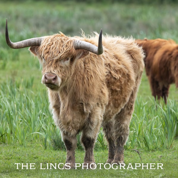 Horny coo print (Limited edition of 10)