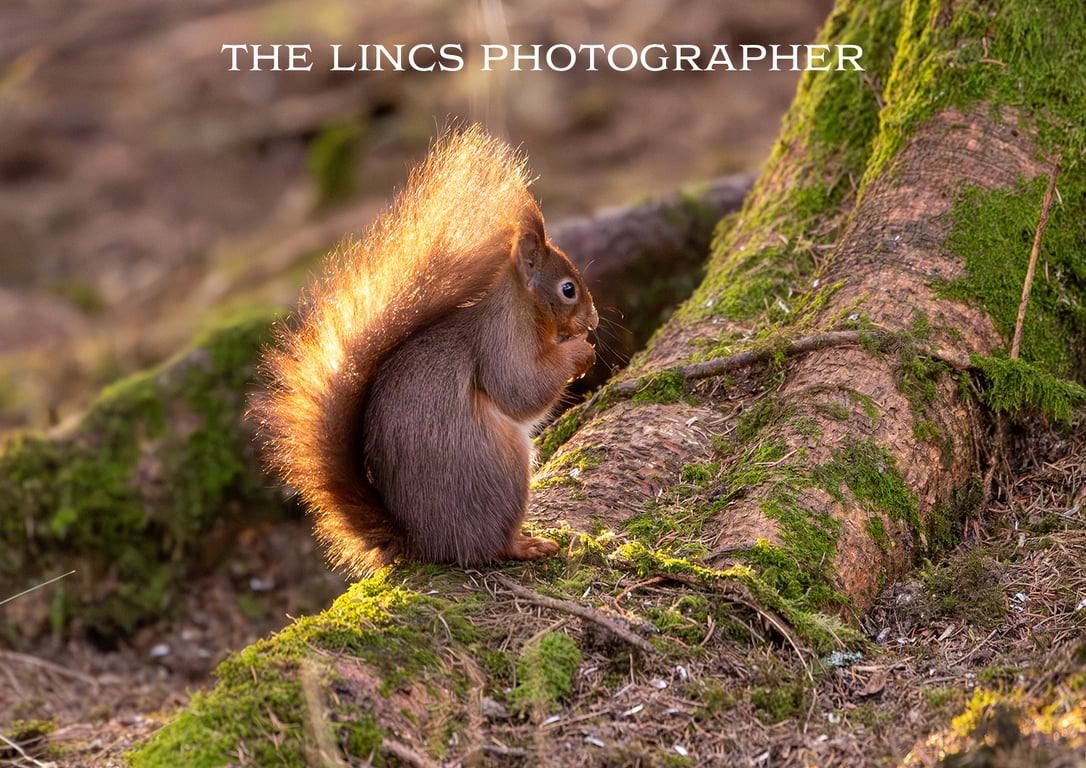 Red Squirrel print (Limited edition of 10)