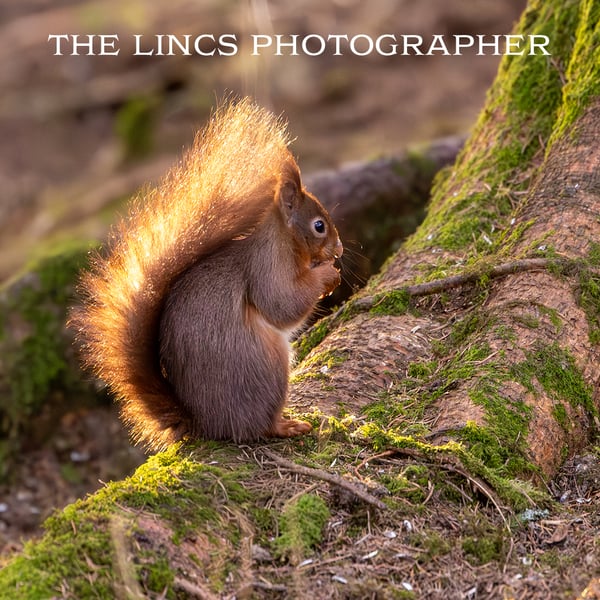 Red Squirrel print (Limited edition of 10)