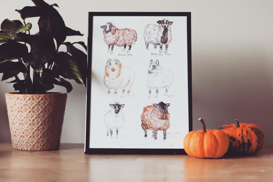 A4 Welsh Sheep Breeds Illustrated Print - Farm