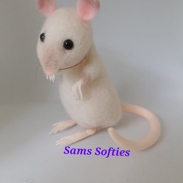 Small Siamese Rat