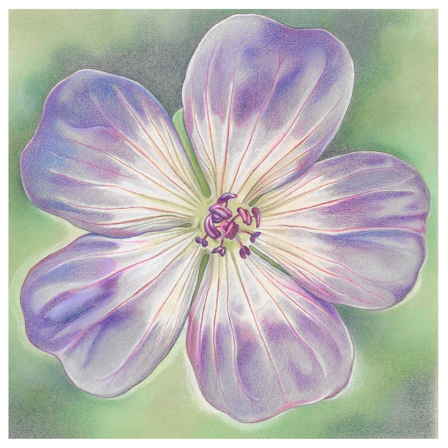Geranium greeting card - Rozanne, purple flower, floral art card, thank you card